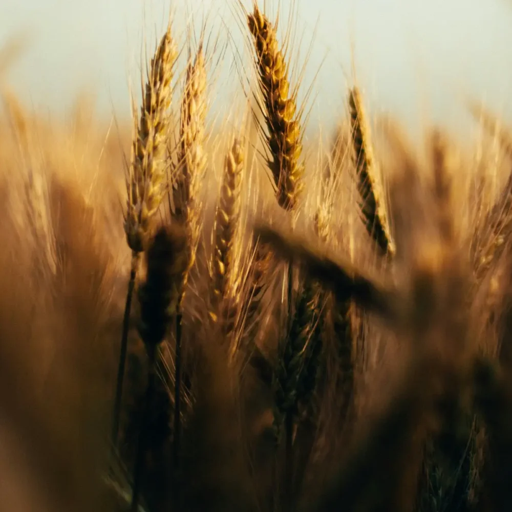 banner-brodernas-family-7